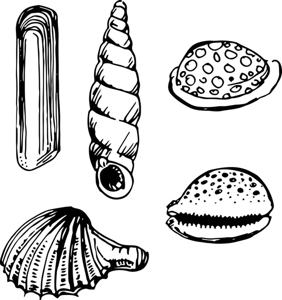 Shell set. Vector illustration — Stock Vector