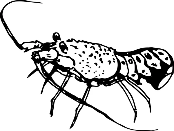 Du homard. Illustration vectorielle — Image vectorielle