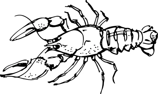 Du homard. Illustration vectorielle — Image vectorielle