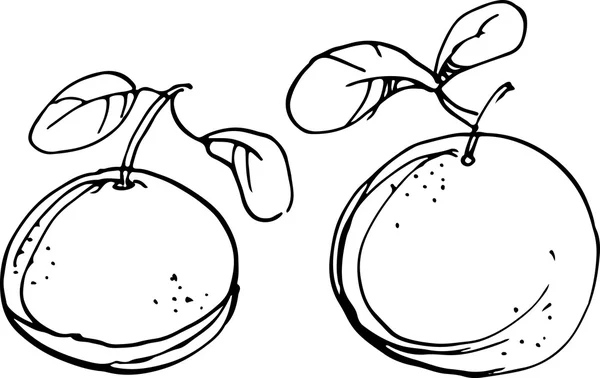 Portocaliu. Ilustrație vectorială — Vector de stoc