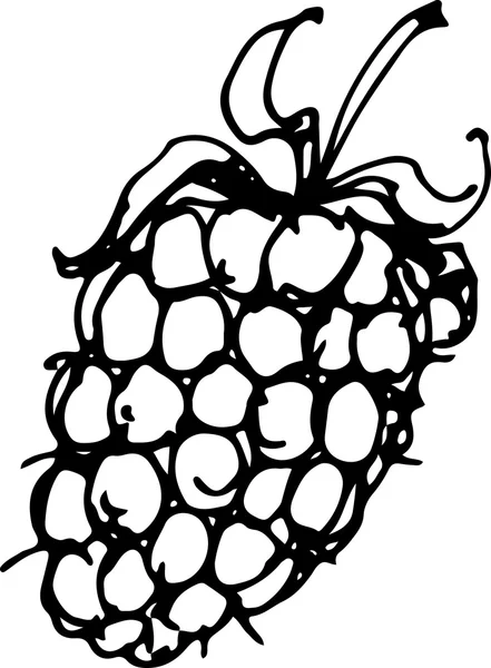 Blackberry. Ilustración vectorial — Vector de stock