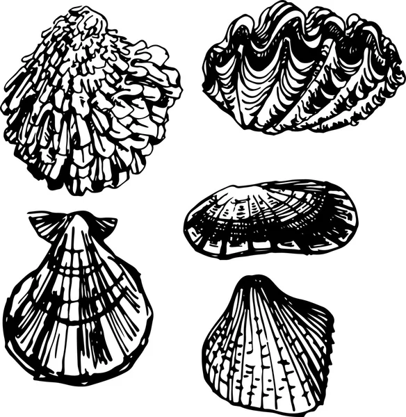 Conjunto Shell. Ilustración vectorial Ilustración De Stock