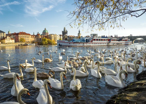 Prague, Çek Cumhuriyeti - 08 Kasım 2015:Swans Vltava Nehri üzerinde — Stok fotoğraf