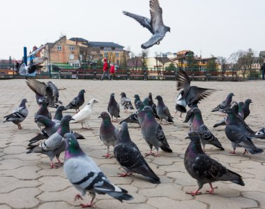 Güvercinler sürüsü