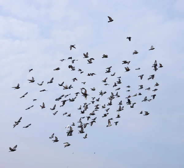 Silhouettes of pigeons — Stock Photo, Image