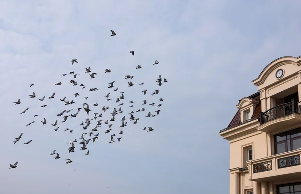 Silhouettes of pigeons — Zdjęcie stockowe