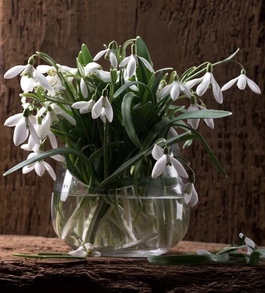 Snowdrops in vase — Stock Photo, Image