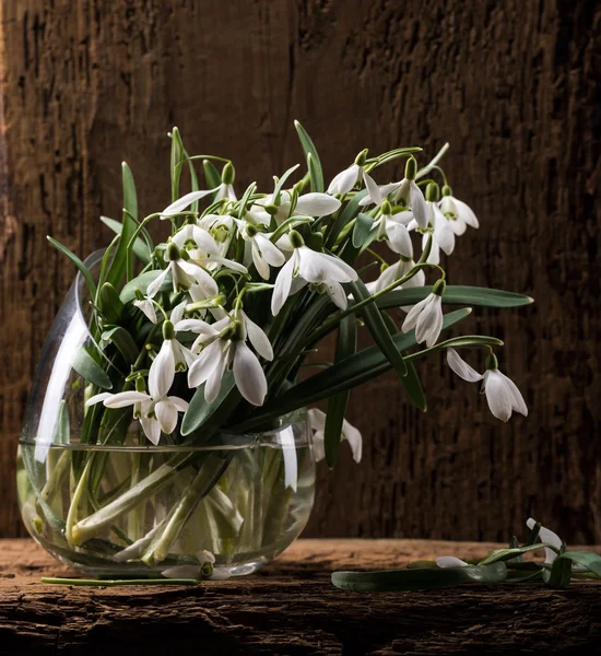 Snowdrops in vase — Stock Photo, Image