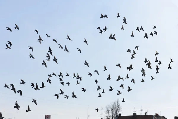 Mnoho ptáků, kteří létali na obloze — Stock fotografie