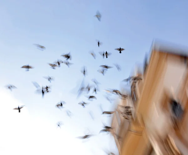 Veel vogels vliegen in de lucht — Stockfoto