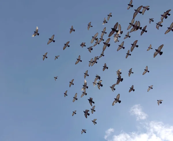 Silhouettes of pigeons — Stock Photo, Image