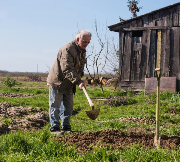 Poor farmer hoeing vegetable — Stock Photo, Image