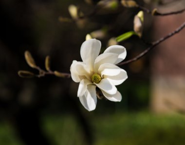 Beyaz çiçeklerle çiçek açan ağaç.