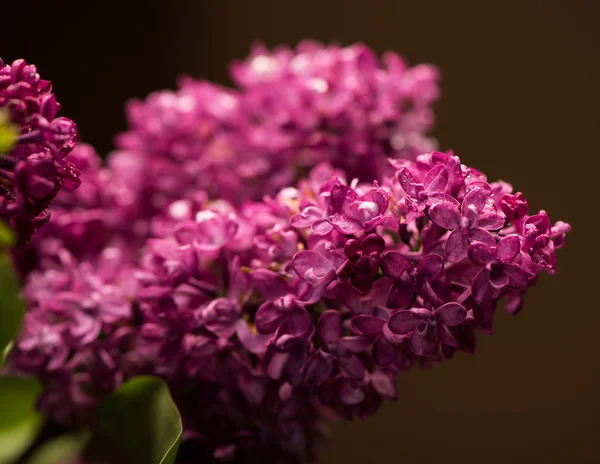 Primavera lila violeta flores — Foto de Stock