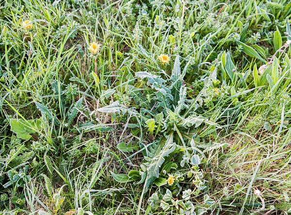 Erba ricoperta di gelo — Foto Stock