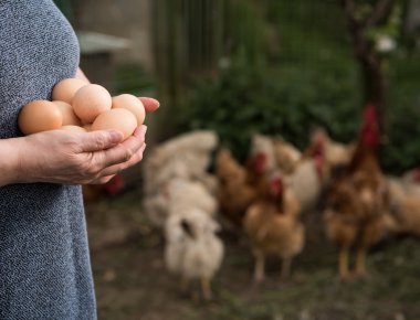 taze organik yumurta