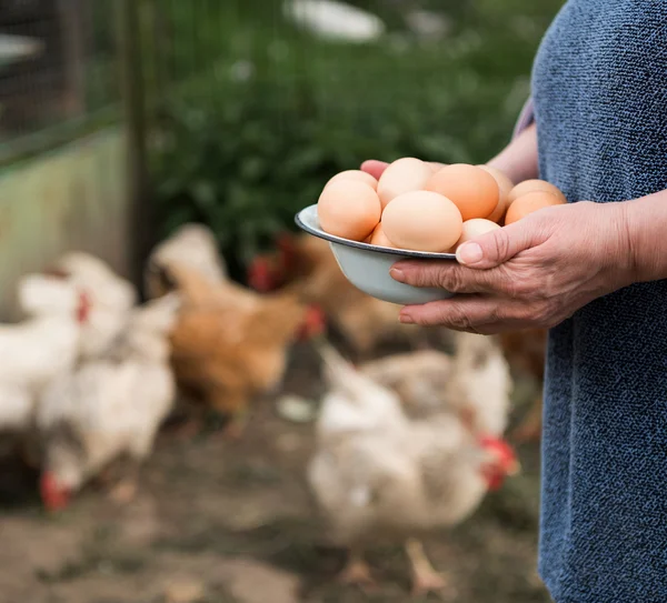 Fresh organic eggs — Stock Photo, Image