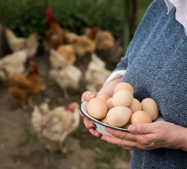 Φρέσκα βιολογικά αυγά — Φωτογραφία Αρχείου