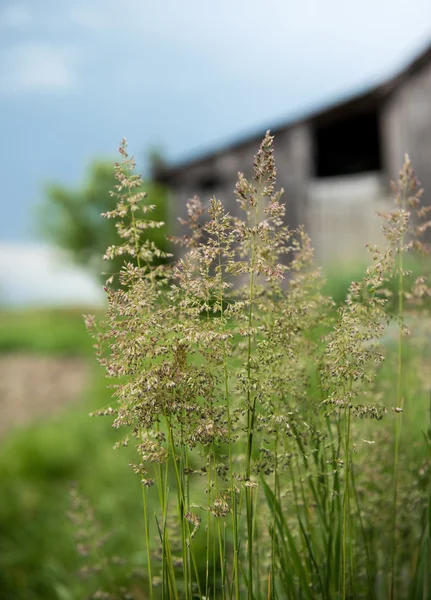 Fresh green spring grass — Stock Photo, Image