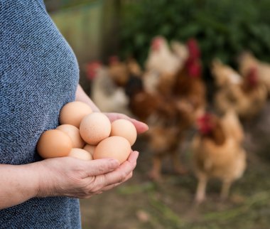taze organik yumurta
