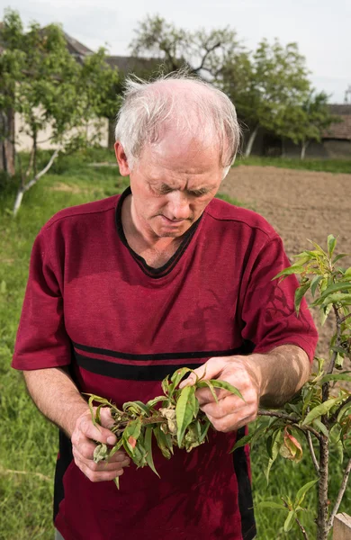 Landwirt untersucht Pfirsichbaum — Stockfoto