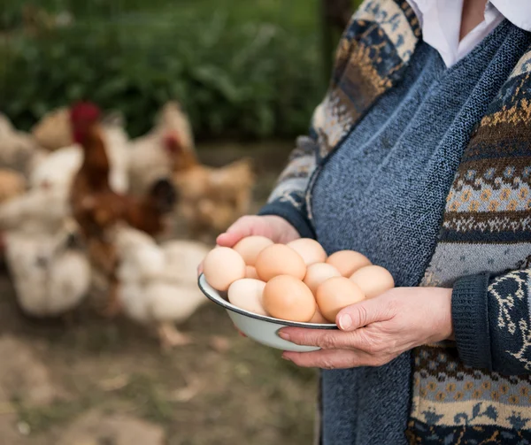 Frische Bio-Eier — Stockfoto