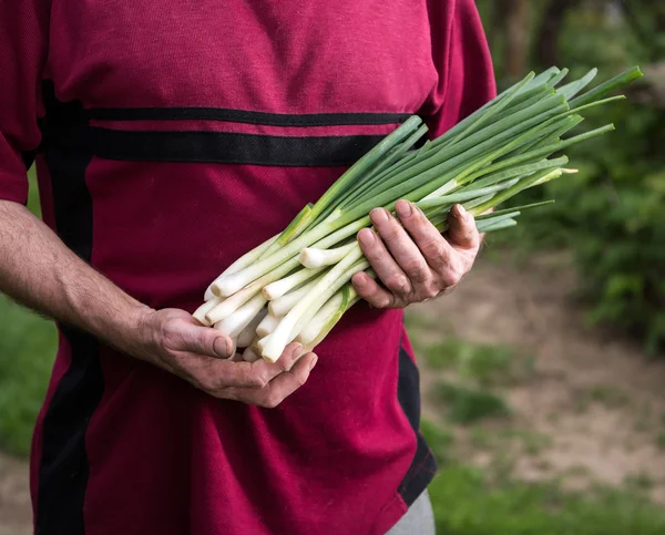 Landwirt erntet grüne Zwiebeln — Stockfoto