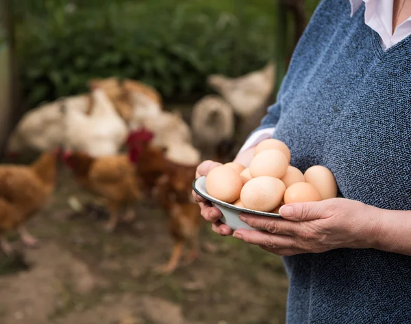 Świeże jaja organiczne — Zdjęcie stockowe