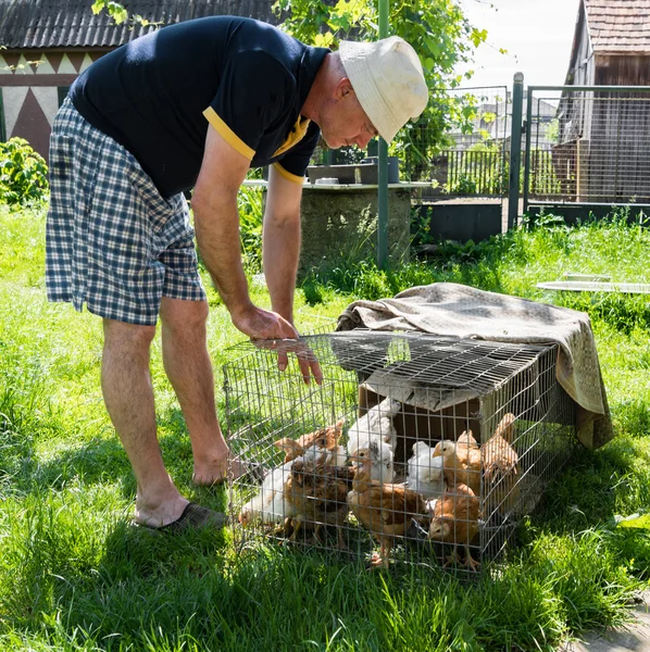 Agricultor olhando para galinhas — Fotografia de Stock
