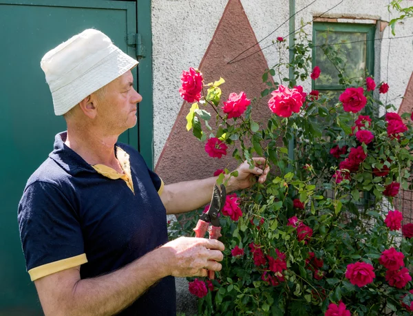 Starší muž stříhání růží — Stock fotografie