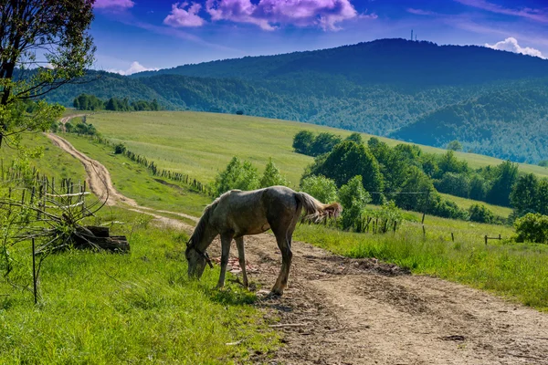 Horse in the farm — Stock Photo, Image