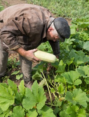 Çiftçi malzeme çekme organik kabak