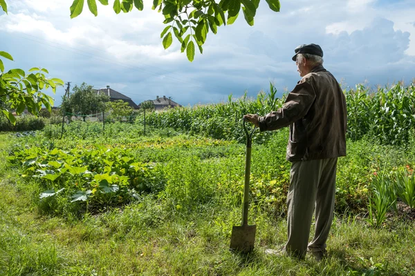 Agricultor de pé com uma pá — Fotografia de Stock