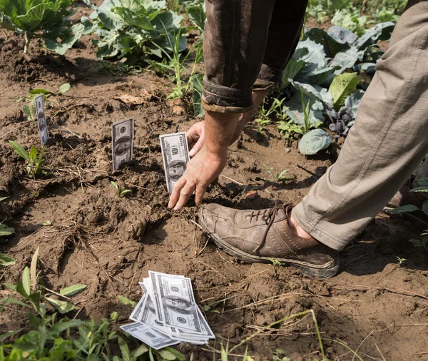 Agricoltore piantare denaro — Foto Stock