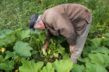 Çiftçi malzeme çekme organik kabak