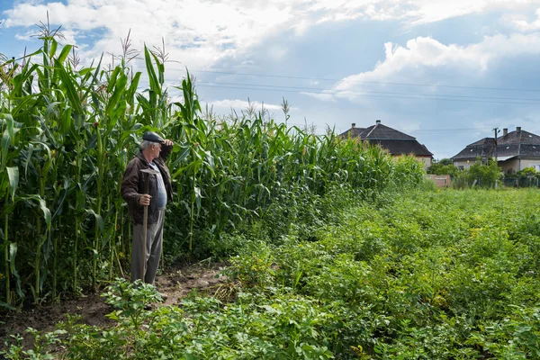 Agricoltore che esamina le piante di mais — Foto Stock