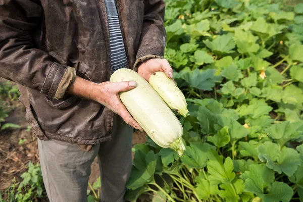 Boer plukken biologische courgette — Stockfoto