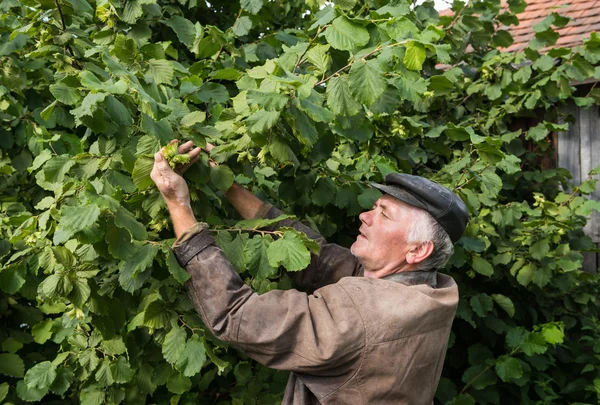 Agricultor examinando avellanas frescas —  Fotos de Stock