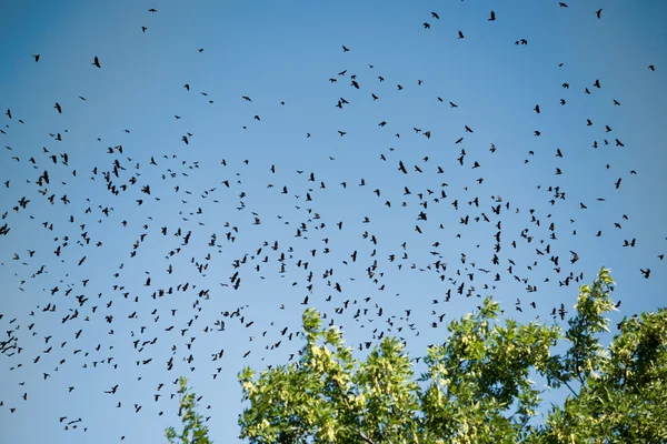 Silhuetas de corvos — Fotografia de Stock