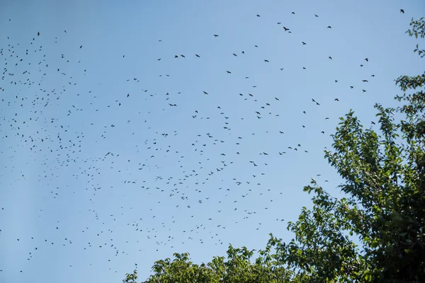 Silhuetas de corvos — Fotografia de Stock