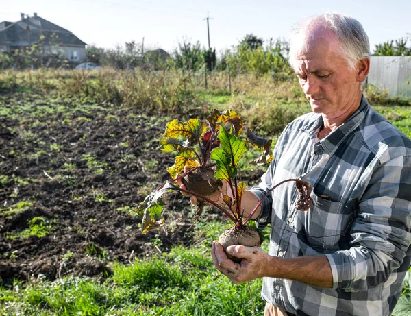 Zemědělský Koncept Farmář Drží Čerstvý Řepný Kořen Ekologická Sklizeň Zeleniny — Stock fotografie