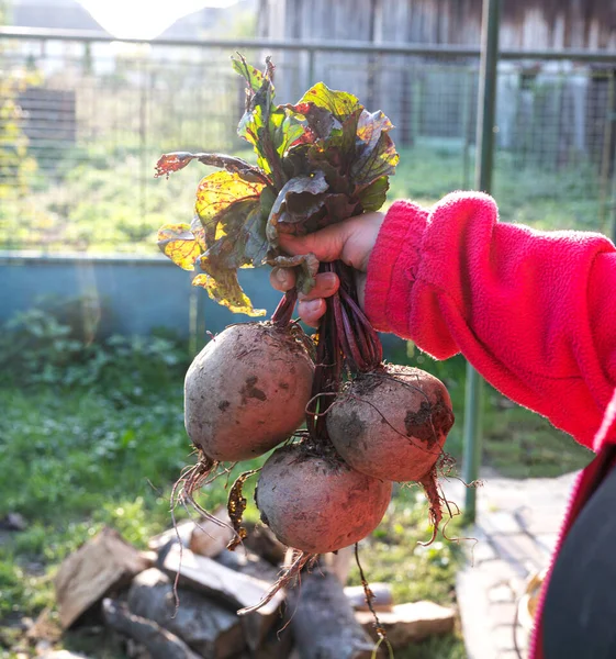 Agricultural Concept Farmer Holding Fresh Beet Root Organic Vegetables Harvest — Stock Photo, Image