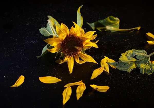 Beautiful sunflower on a black background. Autumn still life