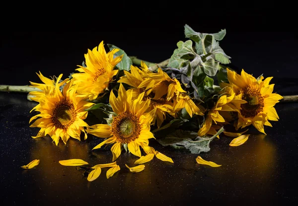 Beautiful bouquet of sunflowers over black background. Autumn still life