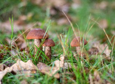 Sonbaharda ormanda boletus, yenilebilir mantarlar. Otların arasında üç mantar