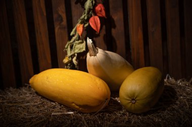 Sonbahar samanların üzerinde duran kabaklarla sakin bir hayat