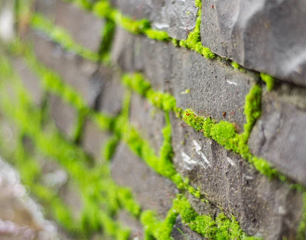 Texture Vecchio Muro Pietra Ricoperto Muschio Verde — Foto Stock