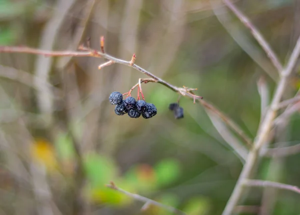 Baies Noires Sèches Sur Une Branche Dans Forêt — Photo