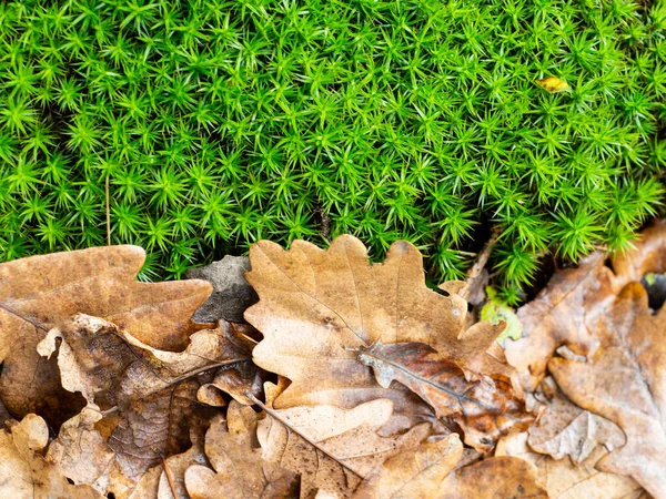 苔の上に乾いた葉 自然背景 — ストック写真