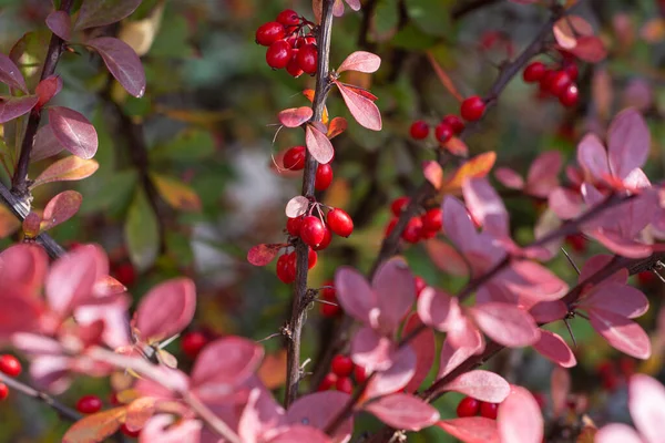 Barberry Rama Con Bayas Rojas Maduras Frescas Naturales Otoño — Foto de Stock